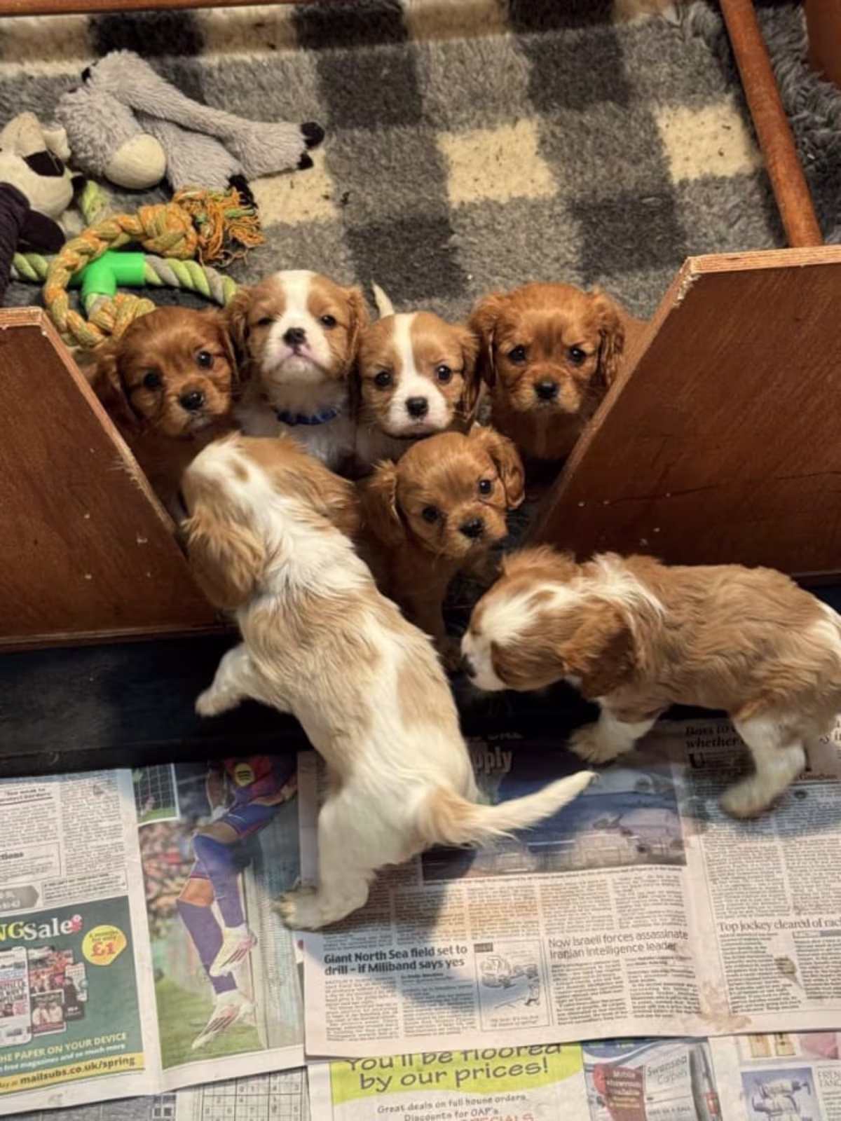 Fluffy, Healthy Cavalier king charles spaniels