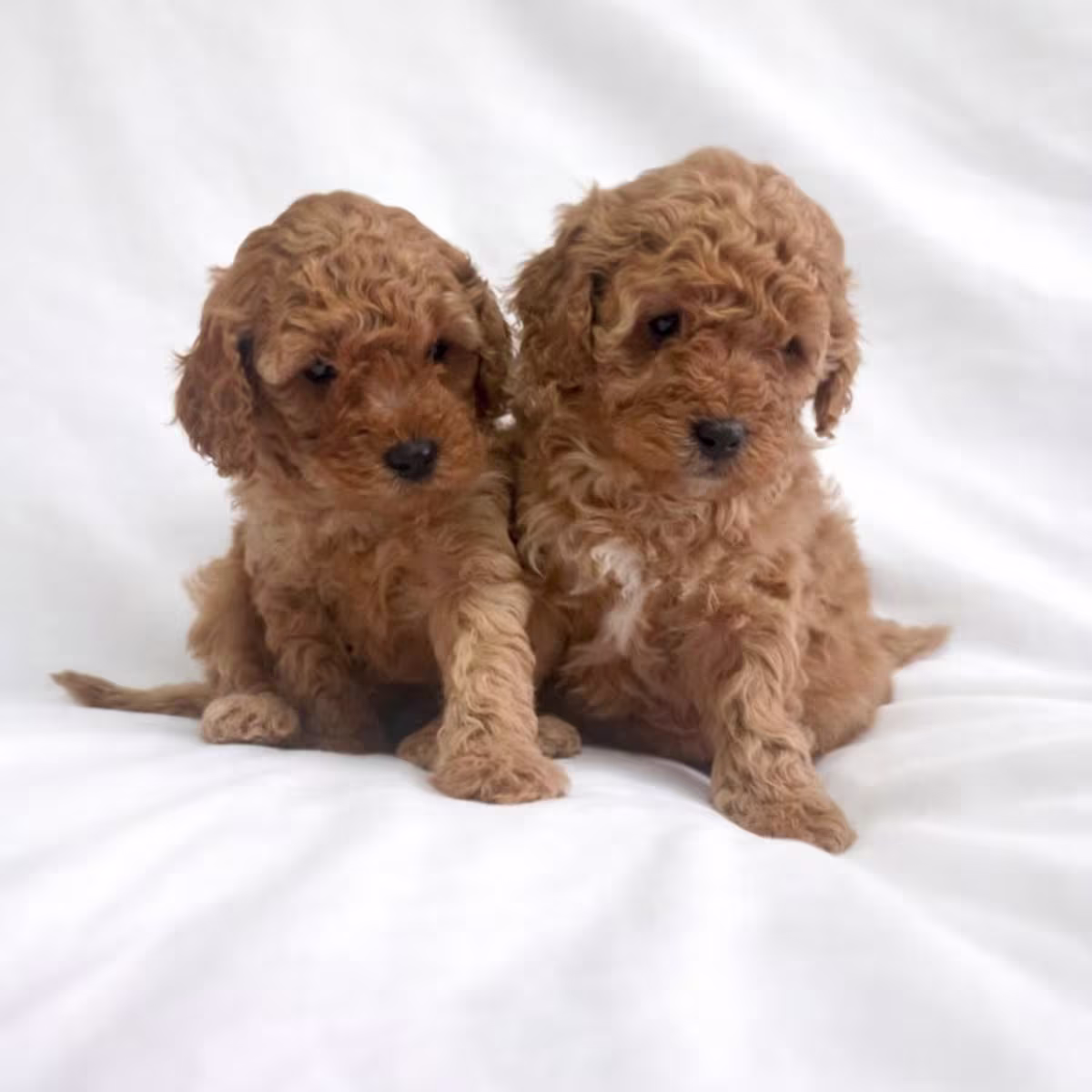Cavapoo Puppies