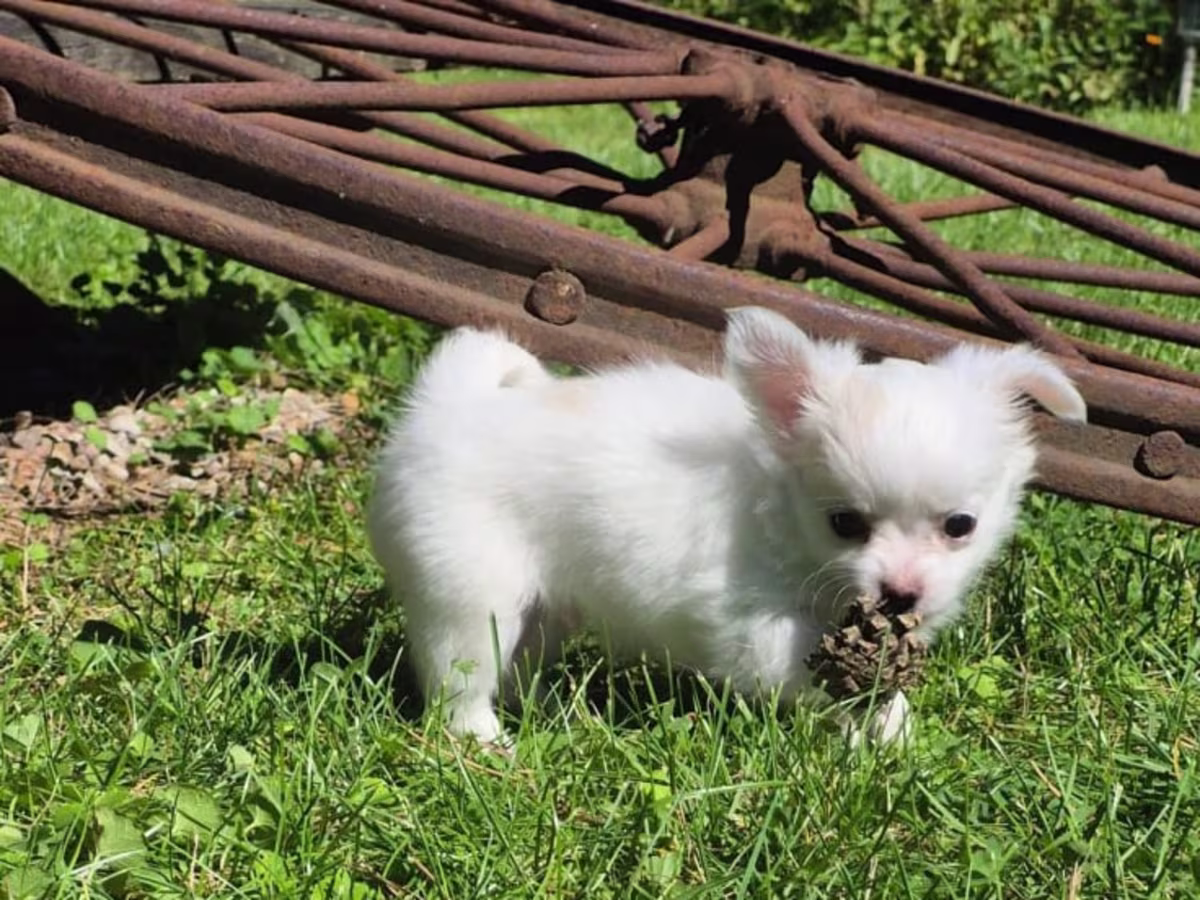 Teacup Chihuahua Puppies