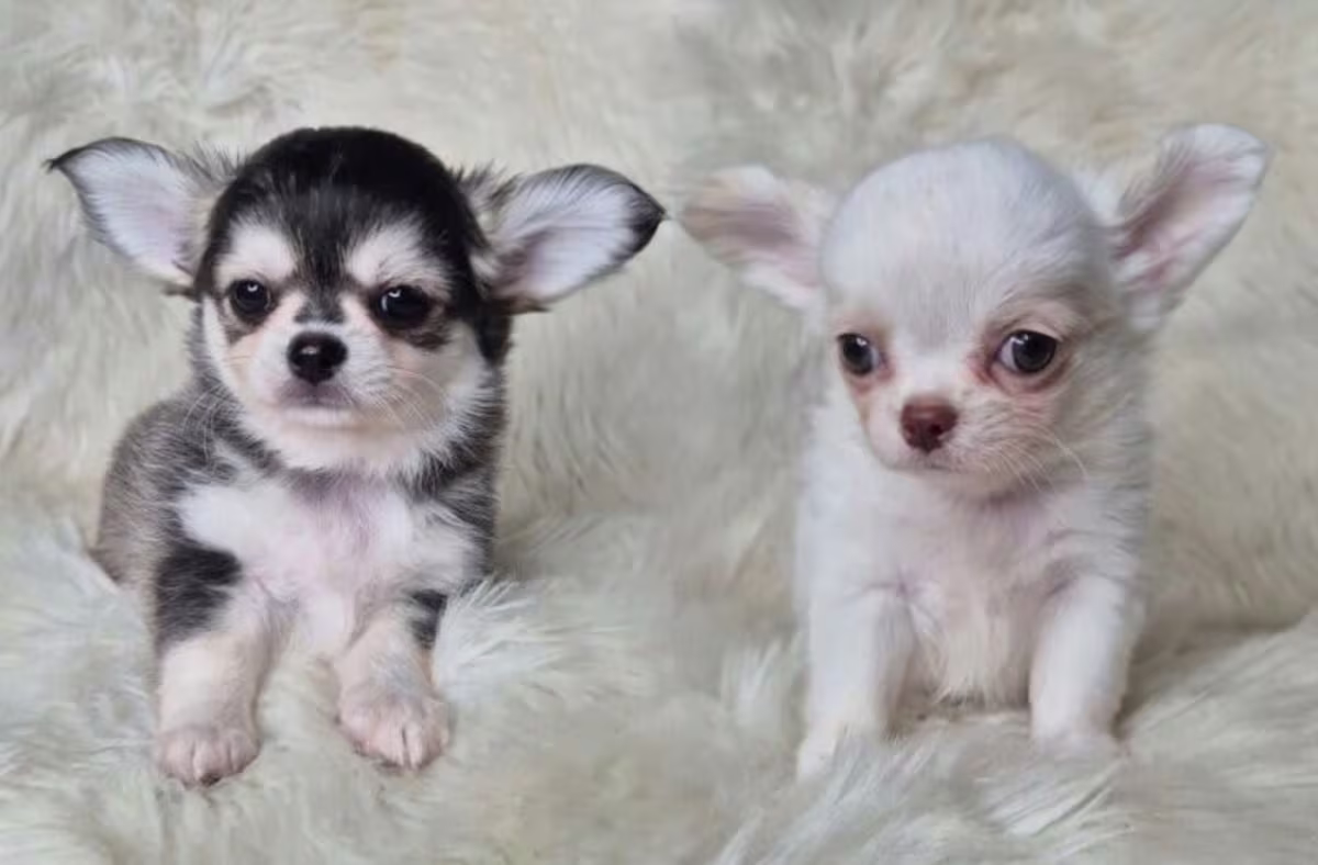 Chihuahua Puppies