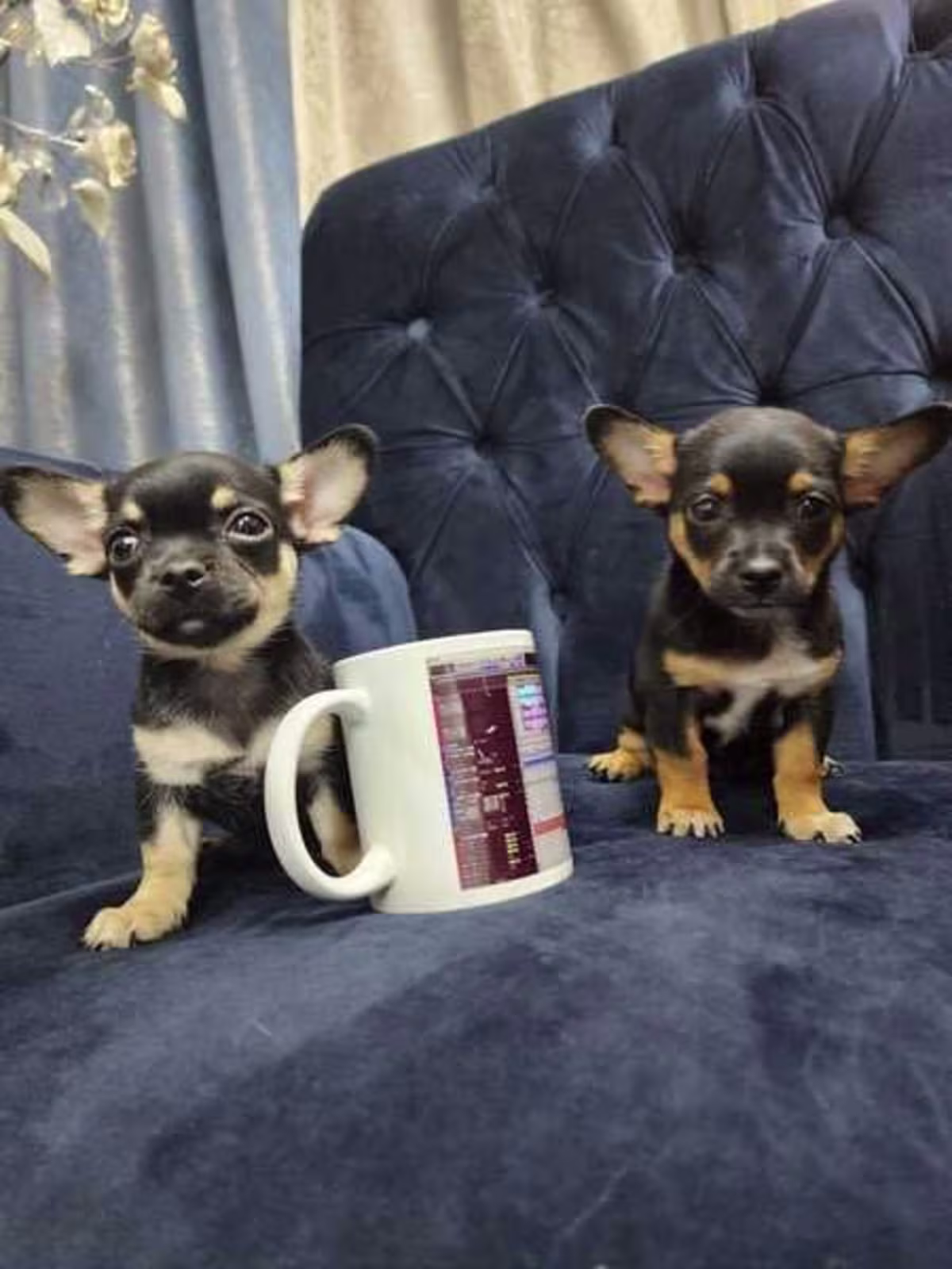 Chihuahua puppies