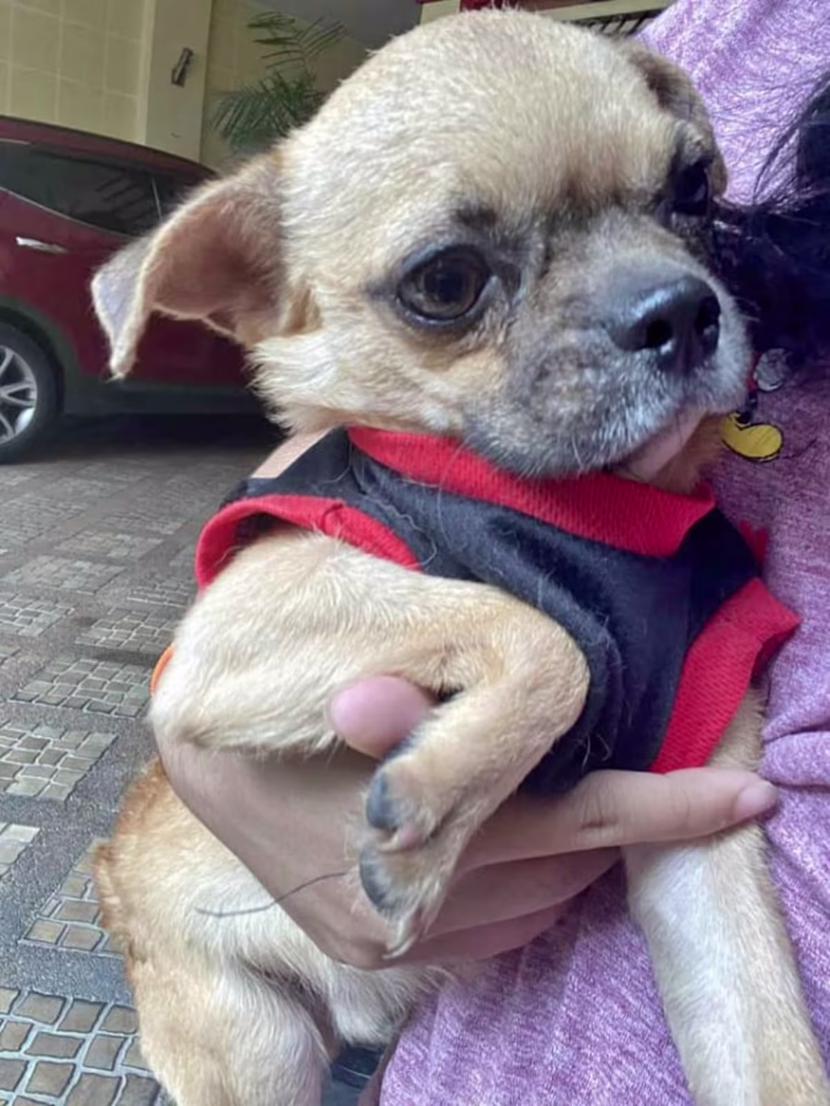 Chihuahua for Sale