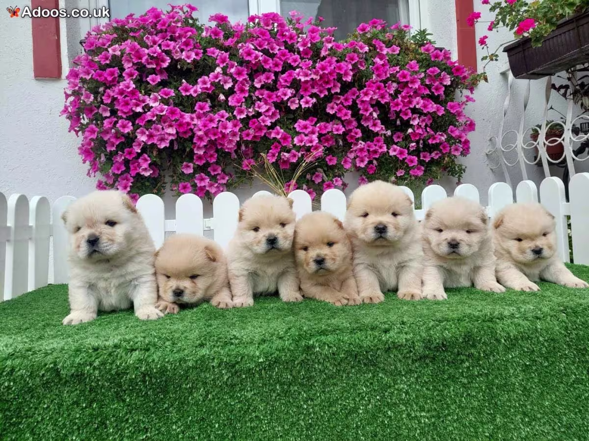 Blue chow chow puppies