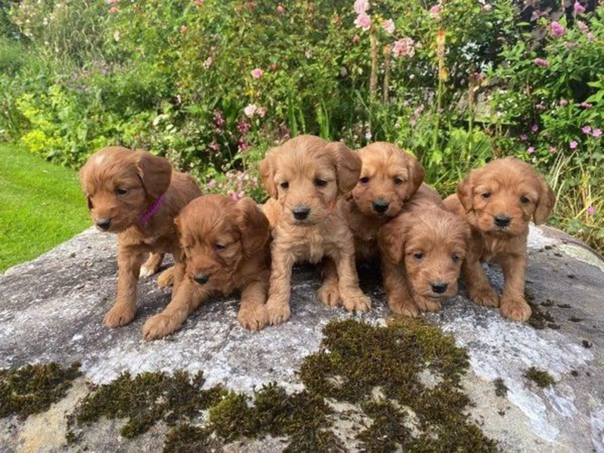 Stunning cockapoo puppies