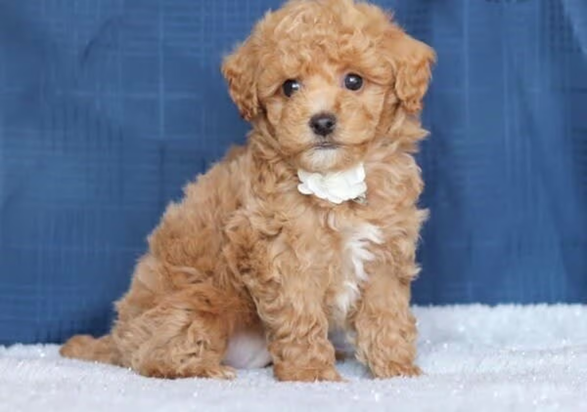 Teacup Cockapoo puppies Contact email: mercymillo38@gmail.com