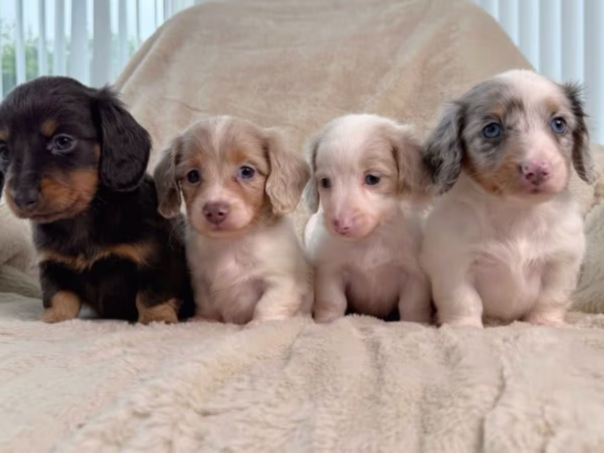 Ready now Kc long haired miniature dachshund
