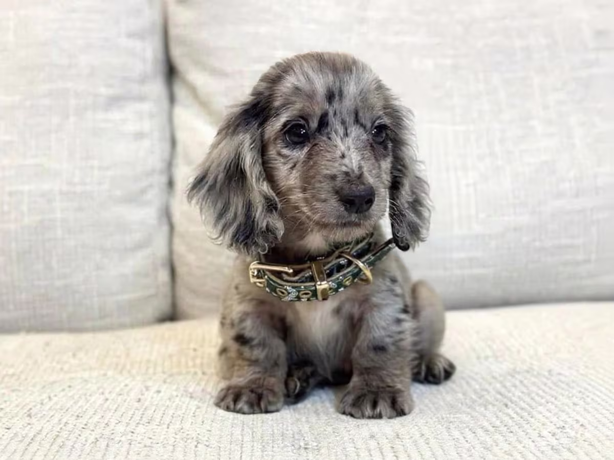 Irresistible pure Dachshund pups