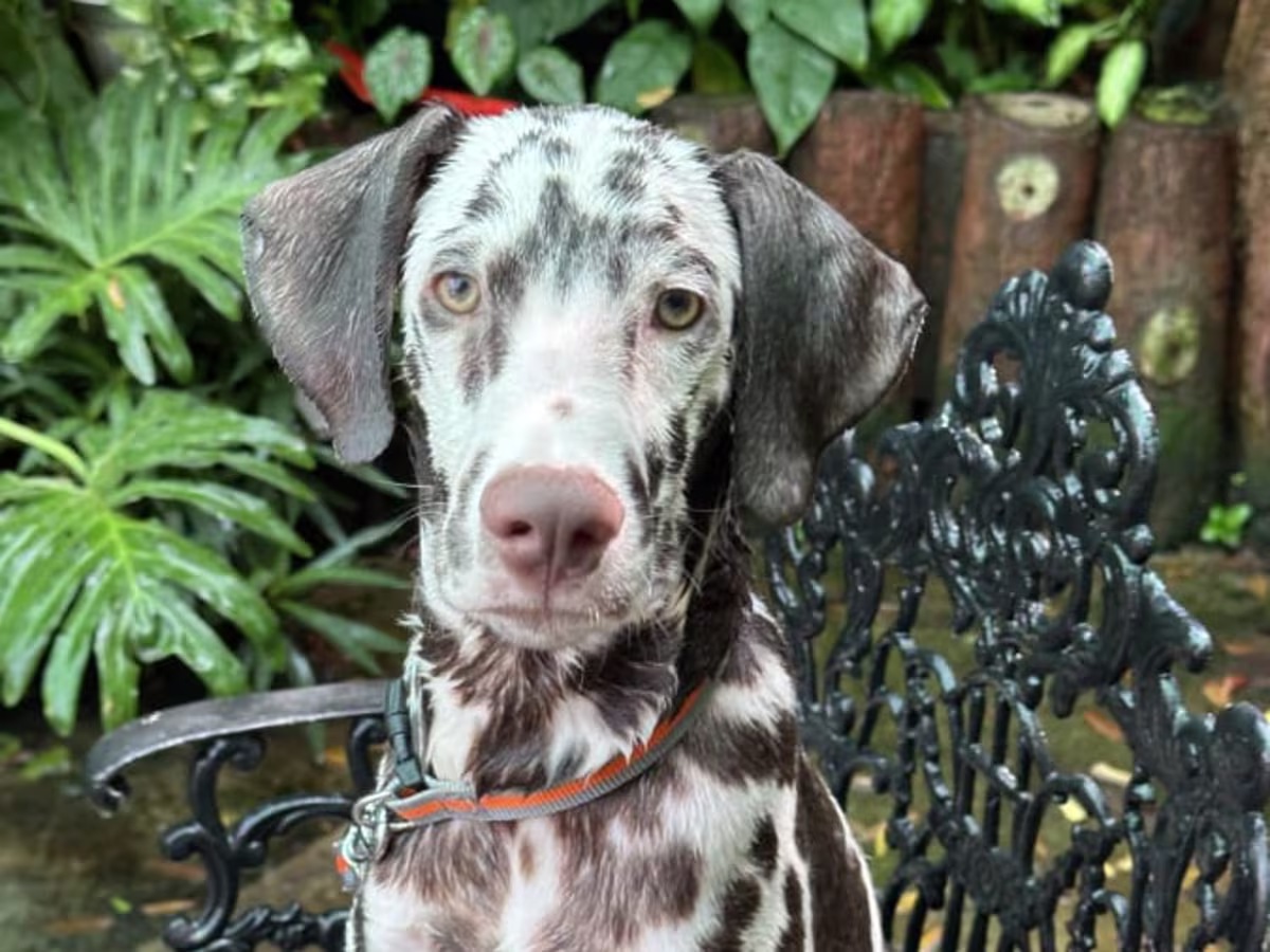 Dalmatian puppy for sale - 6 month old puppy