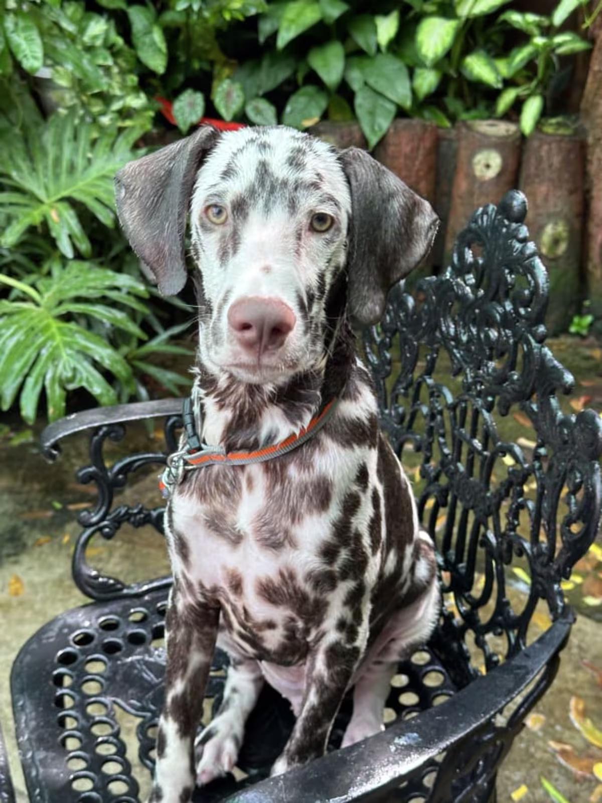 Dalmatian puppy for sale - 6 month old puppy