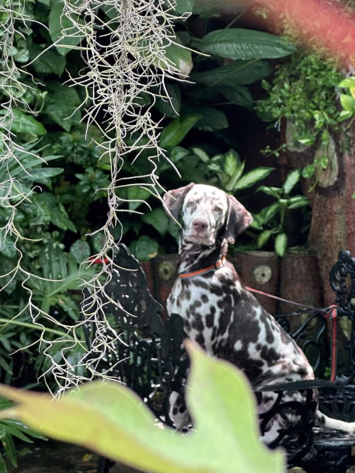 Dalmatian puppy for sale - 6 month old puppy 2