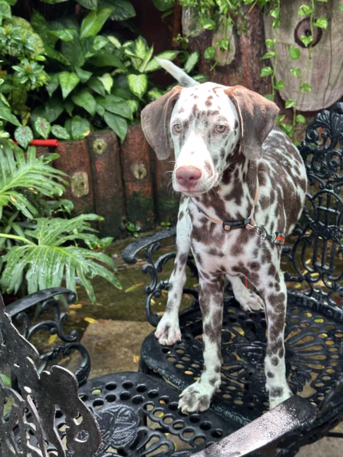 Dalmatian puppy for sale - 6 month old puppy 3