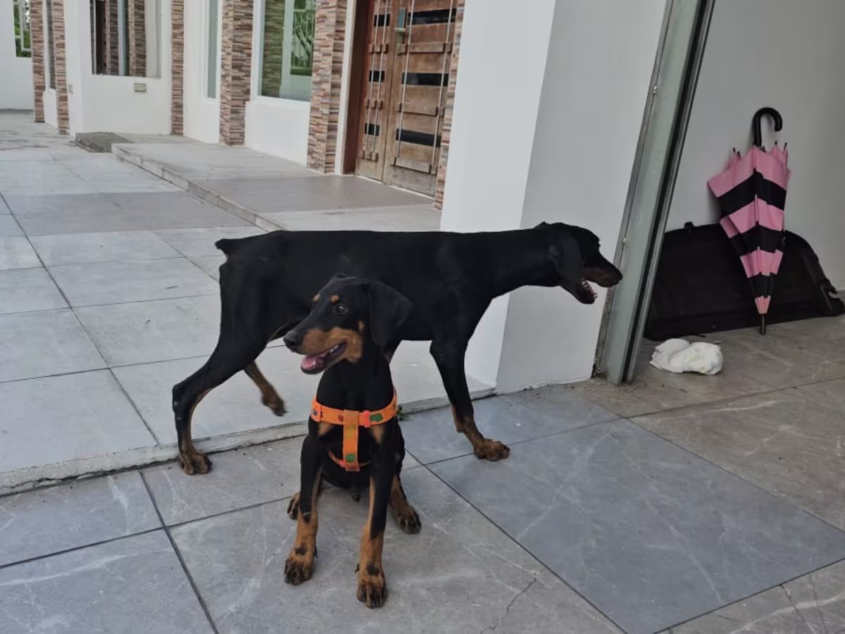 Doberman male & female 