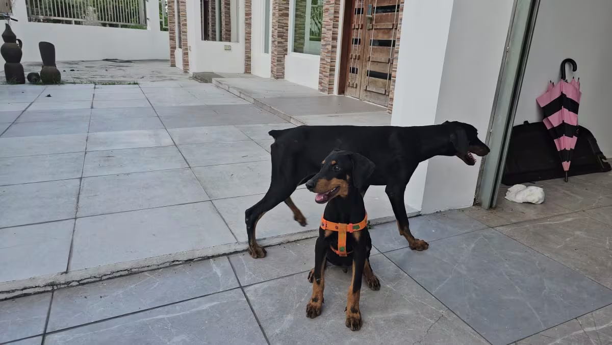 Doberman male & female 