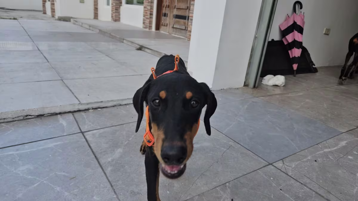 Doberman male & female  2
