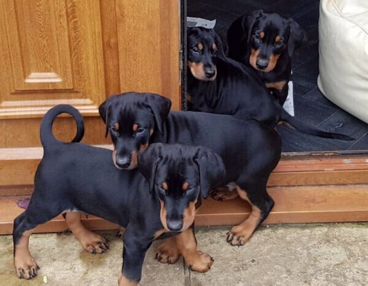 Amazing Micro Doberman puppies Contact email: mercymillo38@gmail.com