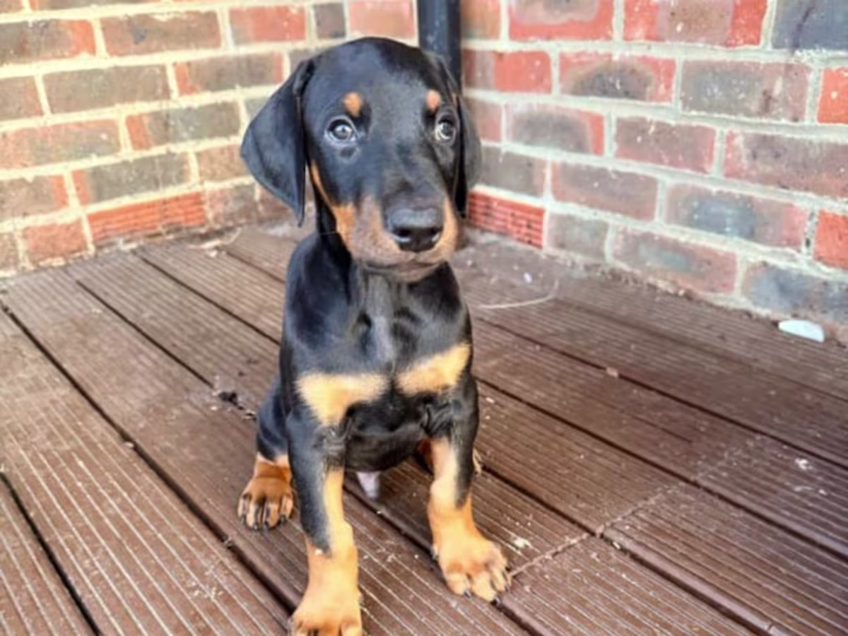 2 Bred Dobermans