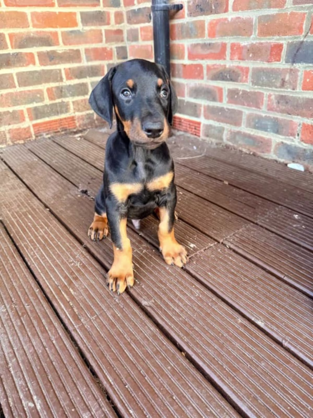 2 Bred Dobermans