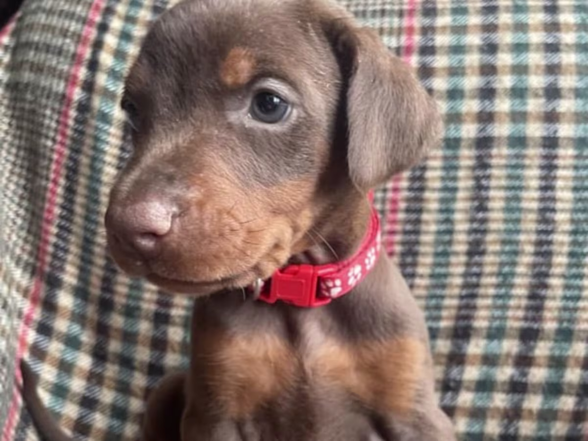 Doberman puppies ready