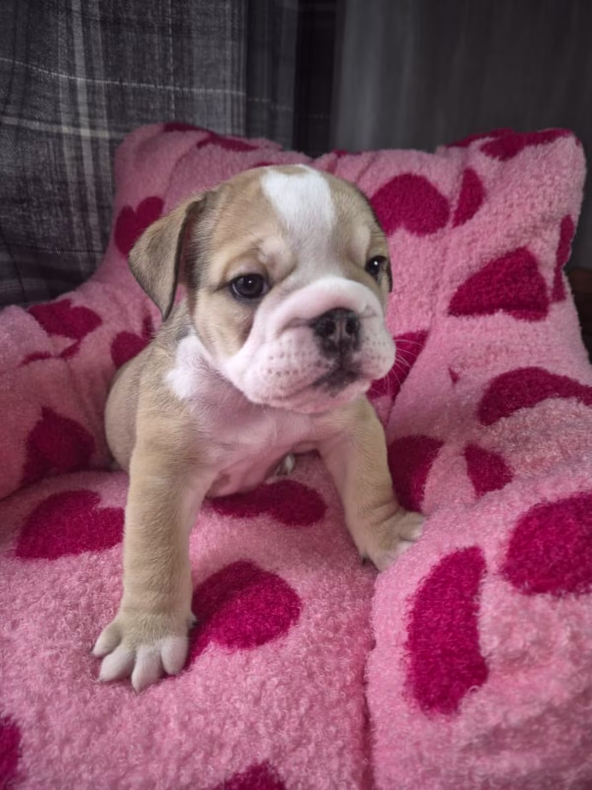 English Bulldog Puppies