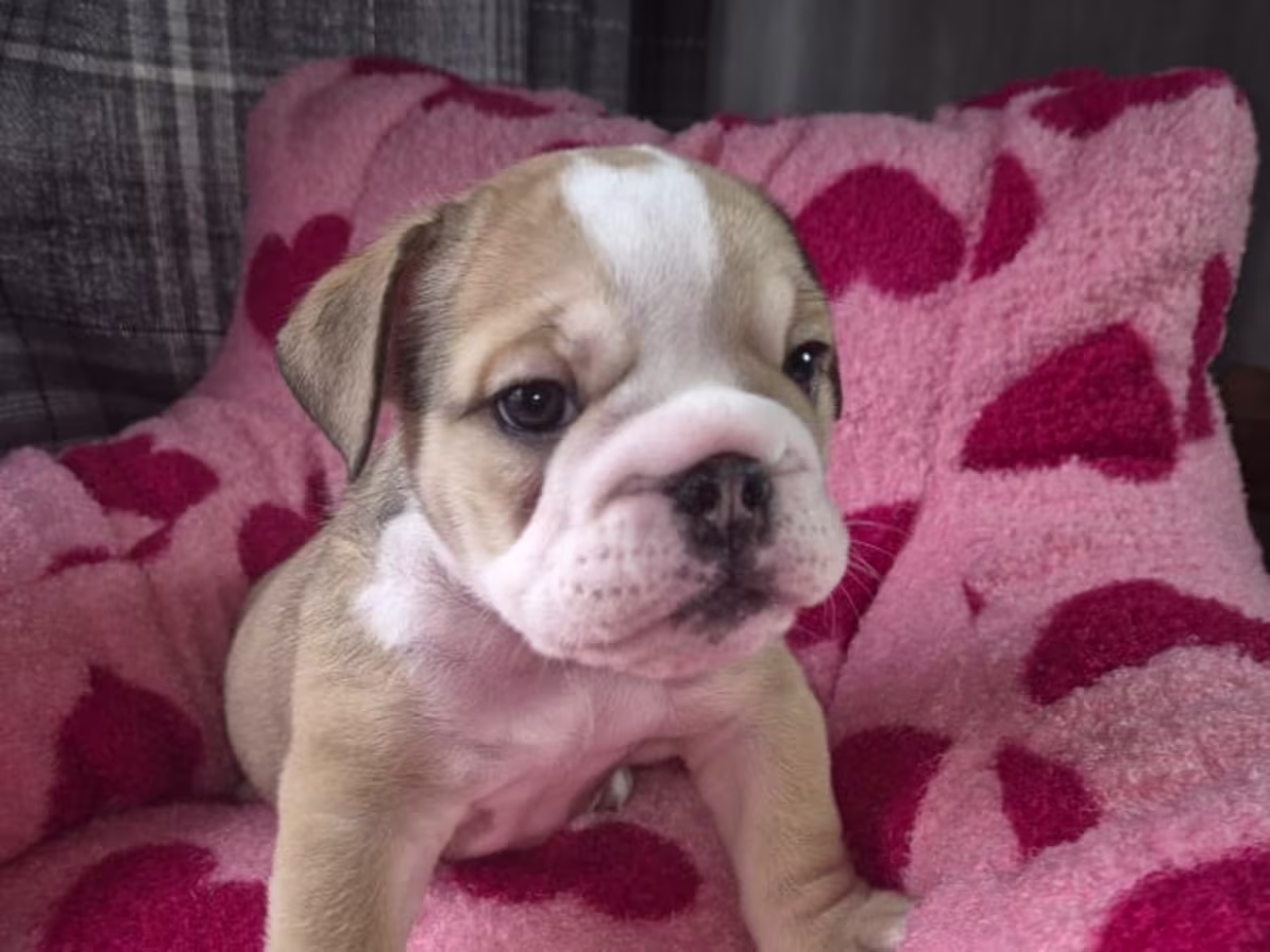 English Bulldog Puppies
