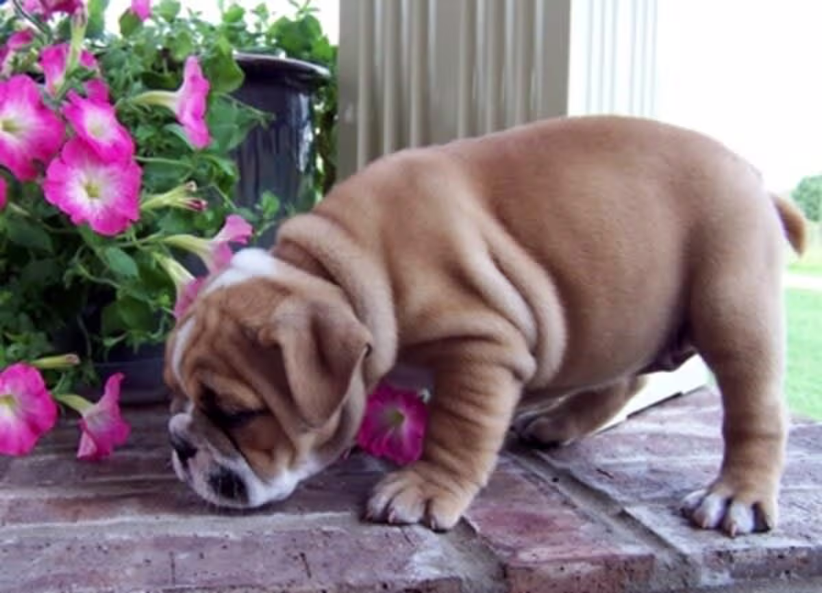 English Bulldog puppies Contact email: mercymillo38@gmail.com