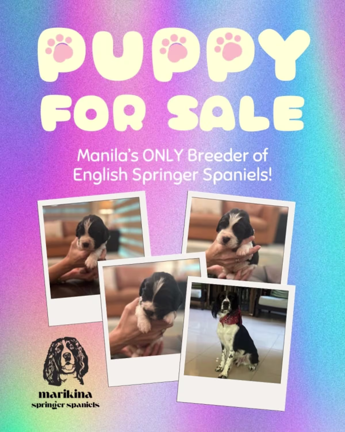 Springer Spaniel For Sale - Marikina Springer Spaniels