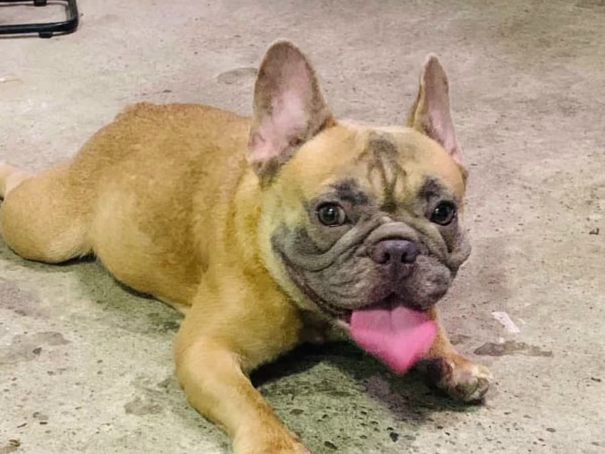 French bulldog for sale female with pcci paper