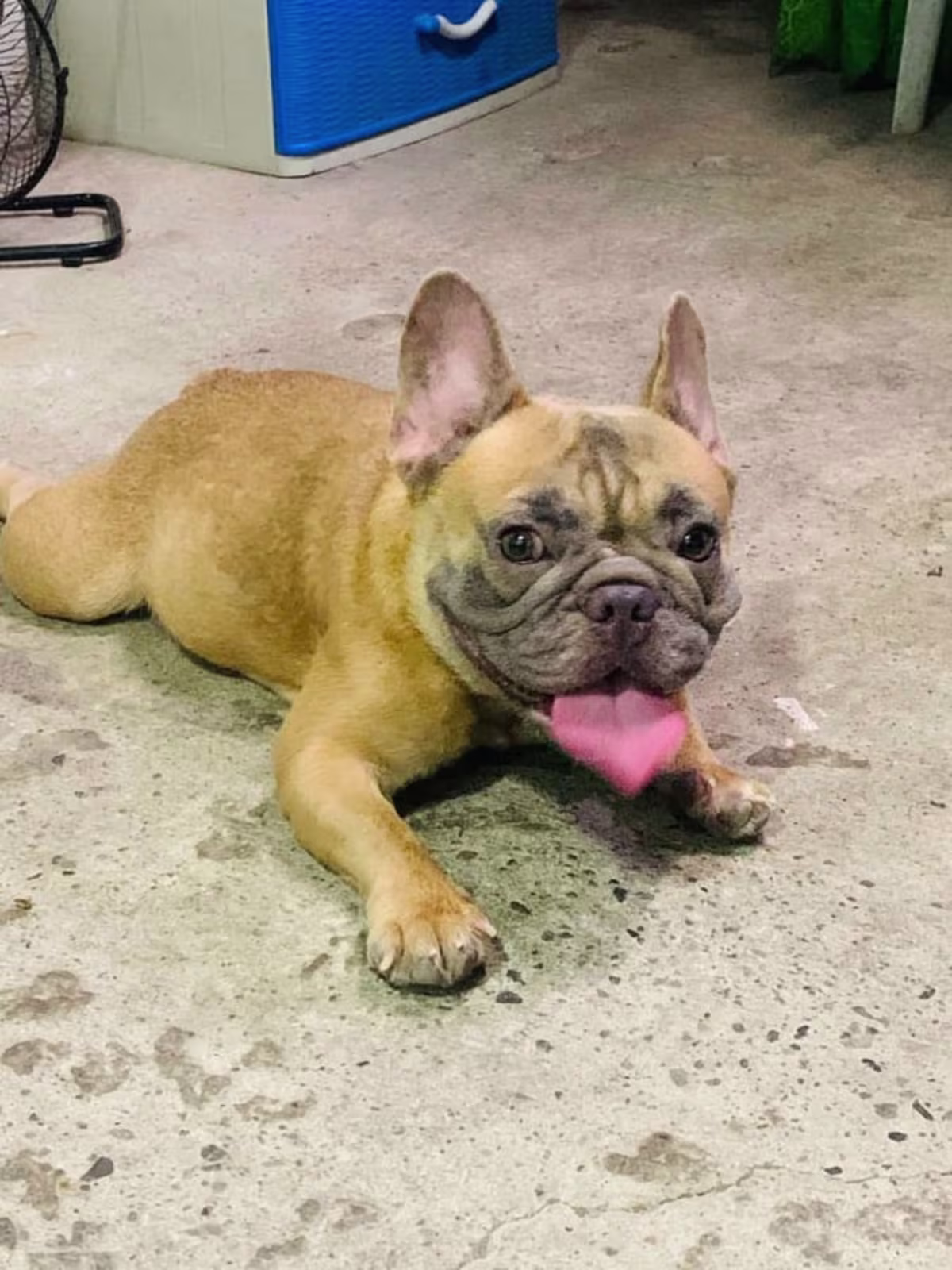 French bulldog for sale female with pcci paper