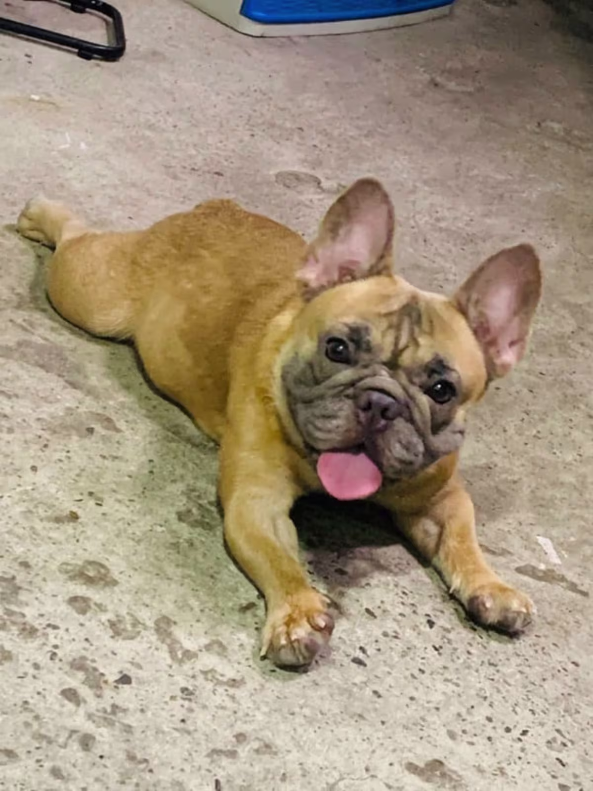 French bulldog for sale female with pcci paper 2