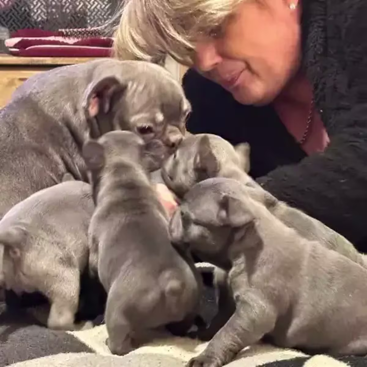 french bulldog for sale