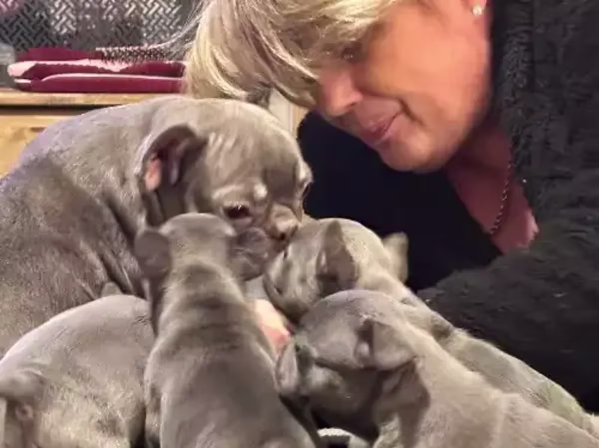 french bulldog for sale