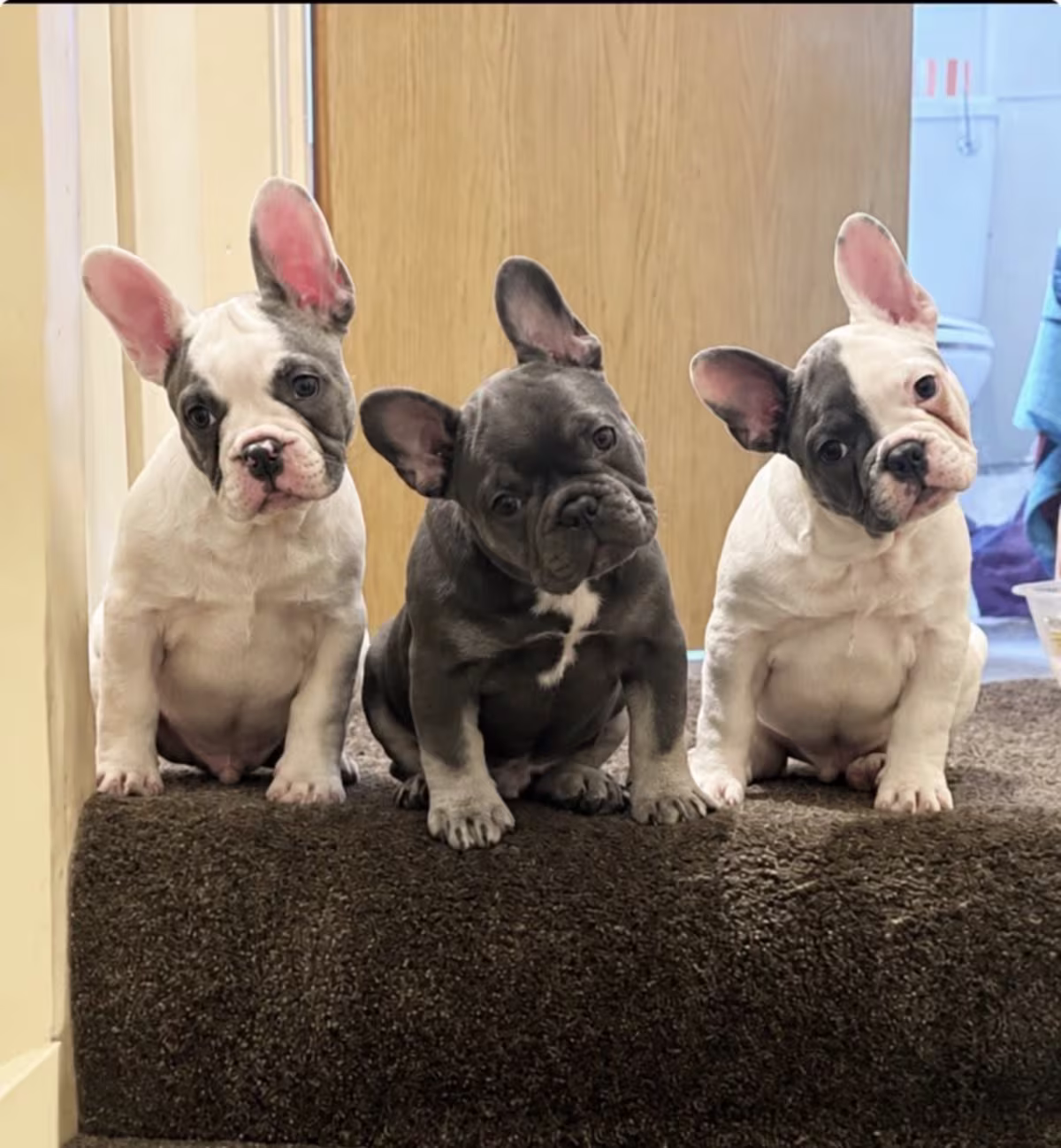 Stunning French bulldog litter