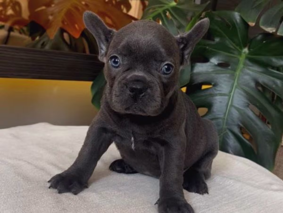 French bulldog WhatsApp:( +63-945-135-8253 )
