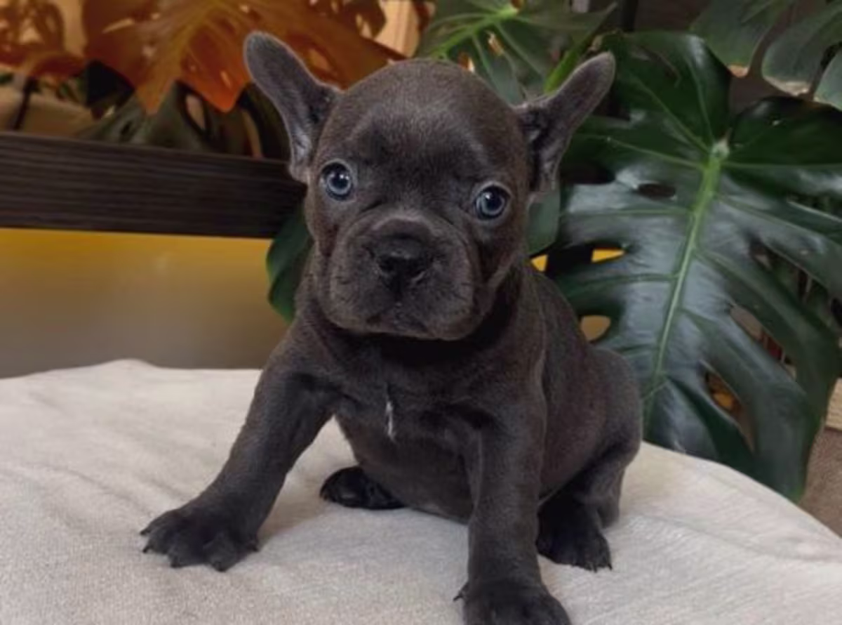 French bulldog WhatsApp:( +63-945-135-8253 )