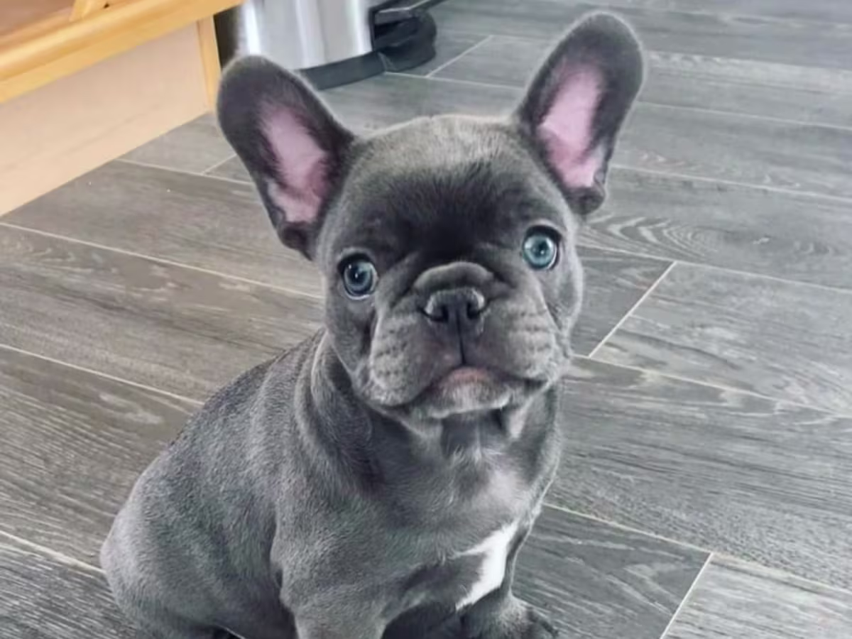 French bulldog puppies