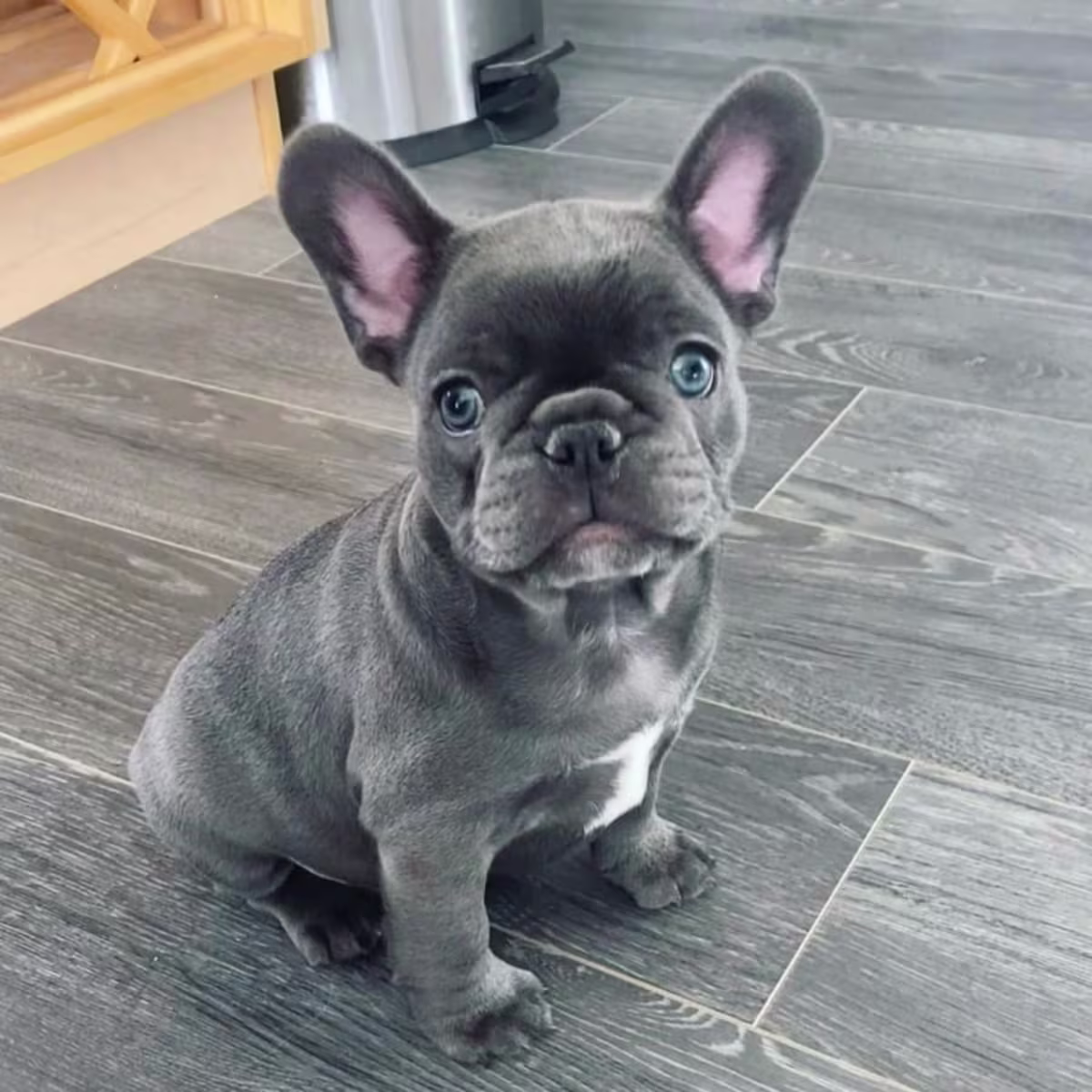 French bulldog puppies