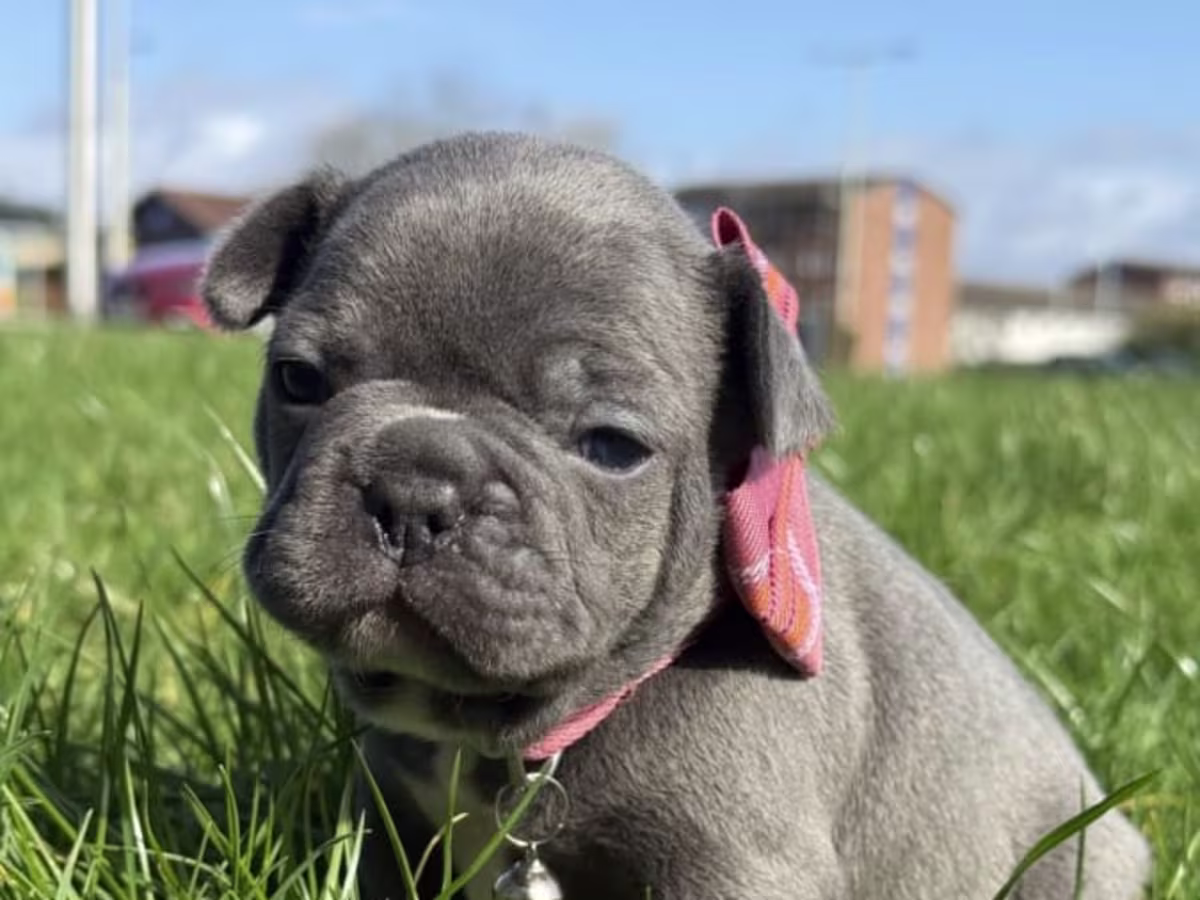 Top Quality Fluffy/Teddy Bear Coat French Bulldogs