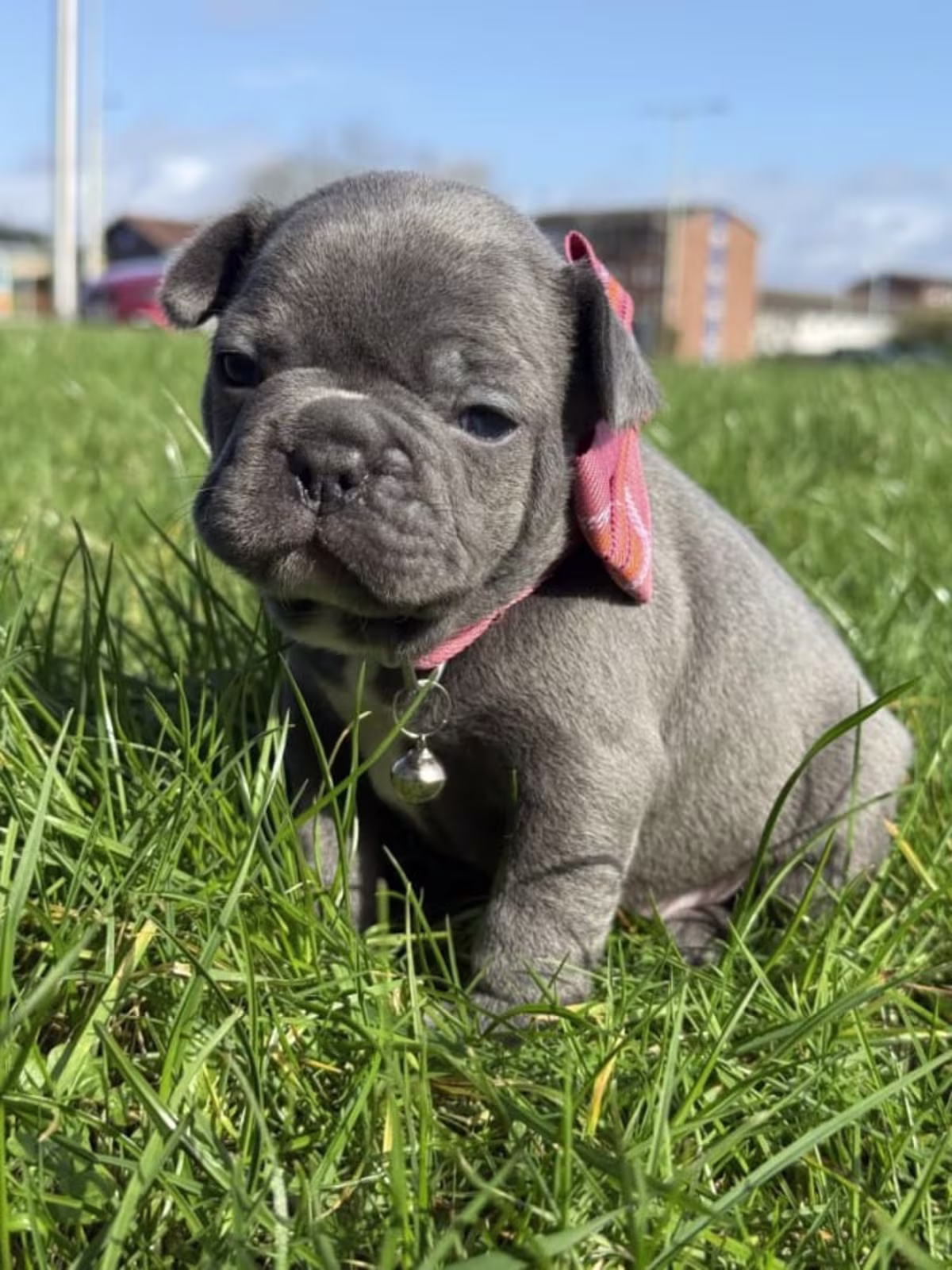 Top Quality Fluffy/Teddy Bear Coat French Bulldogs