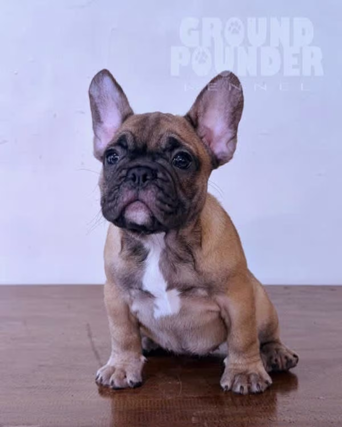French Bulldog For Sale - Ground Pounder Kennel 3