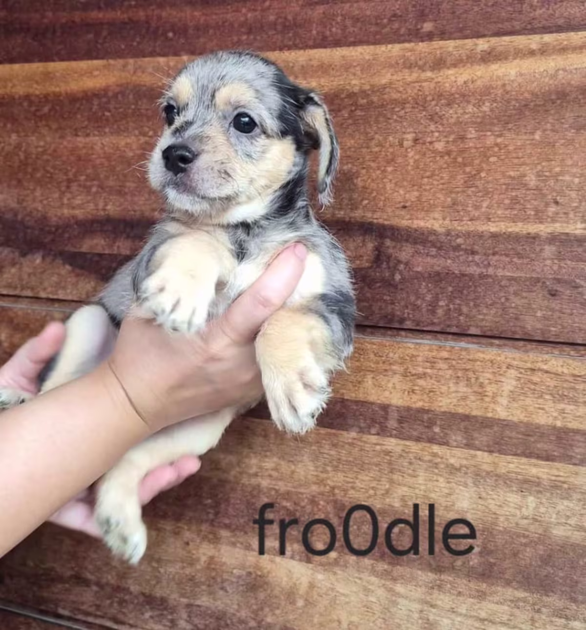 Merl3 fr00dle puppies 2