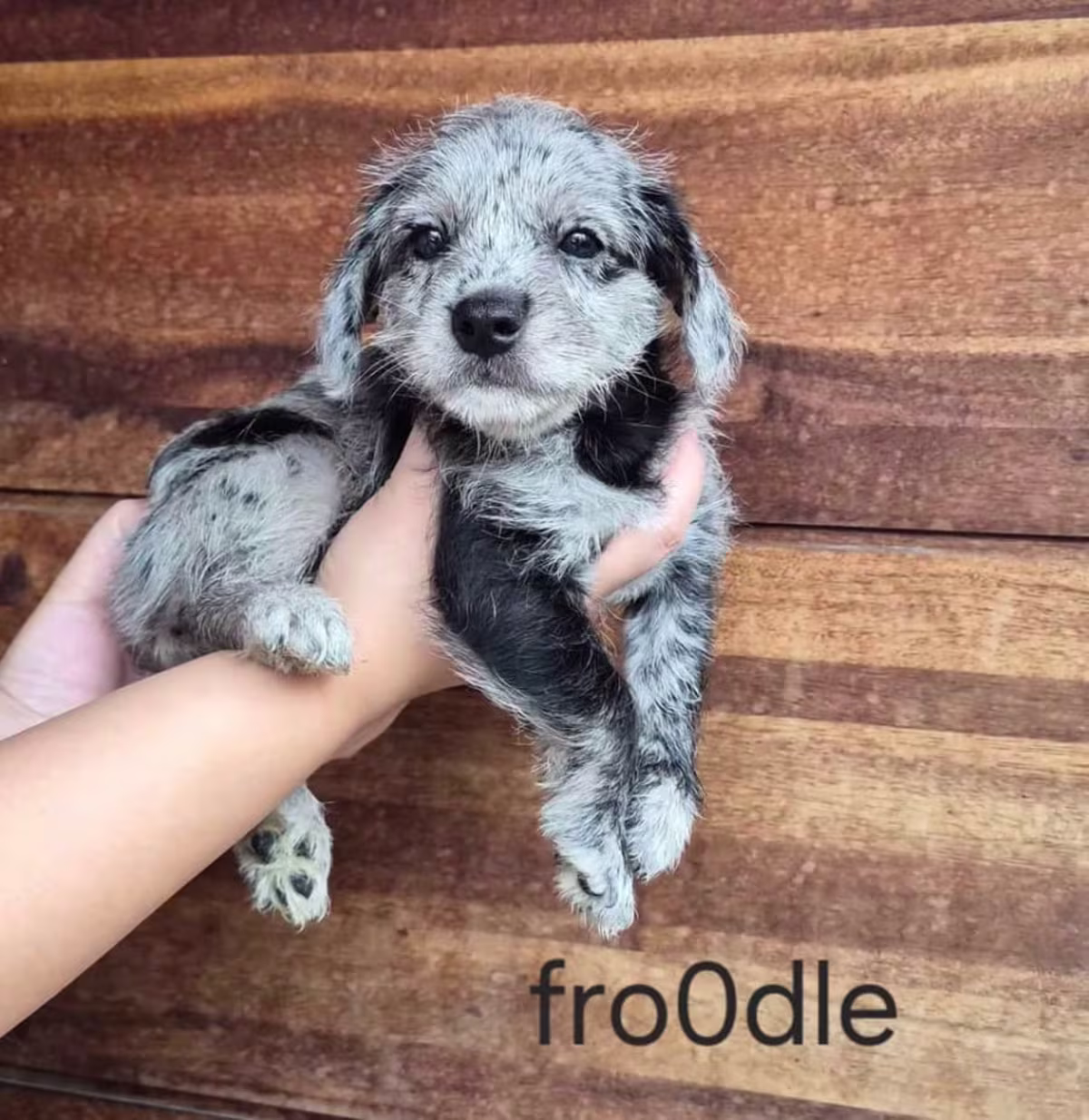 Merl3 fr00dle puppies 3