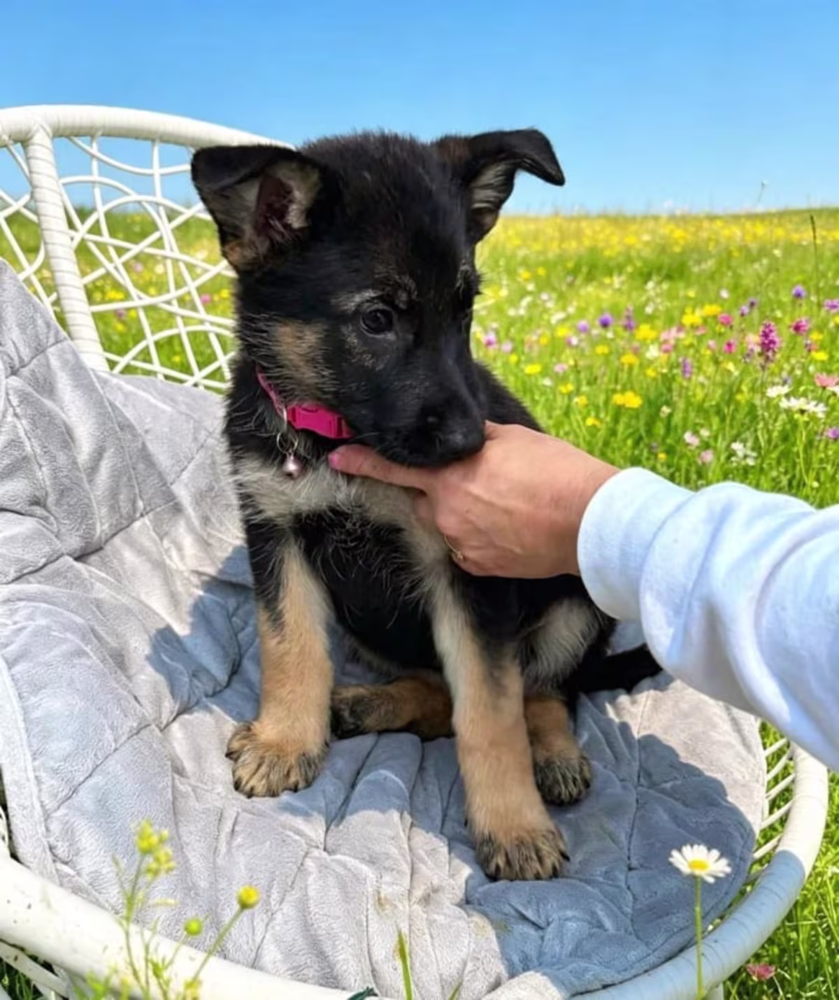 German Shepherd Puppies