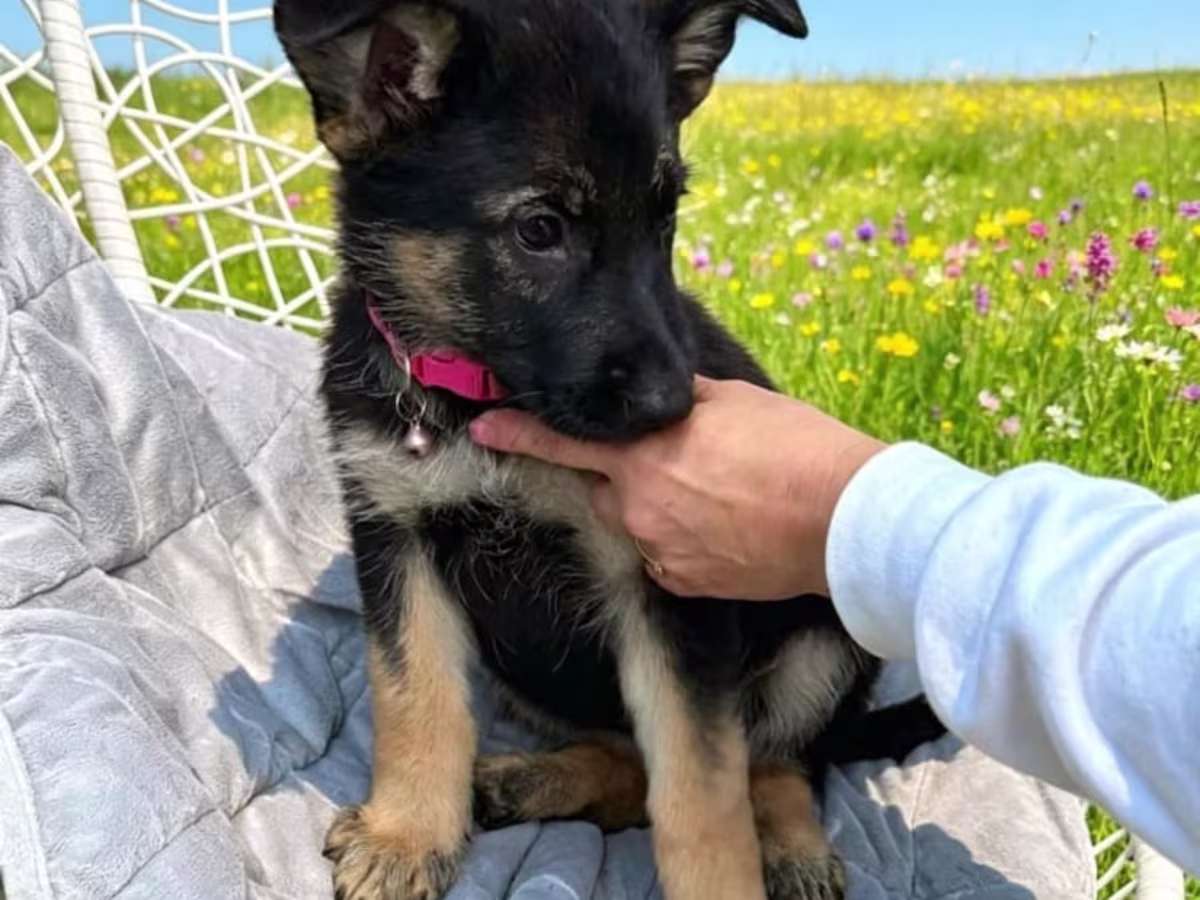 Champion German Shepherd Puppies