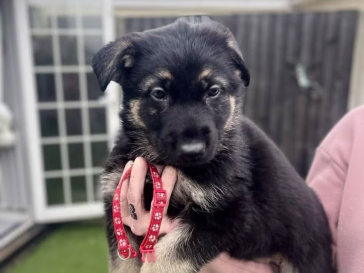 German shepherd puppy’s