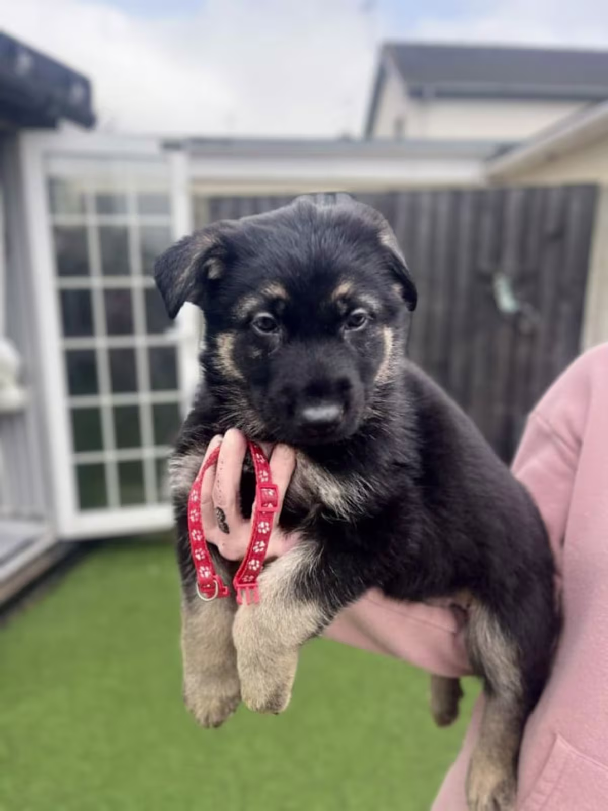 German shepherd puppy’s