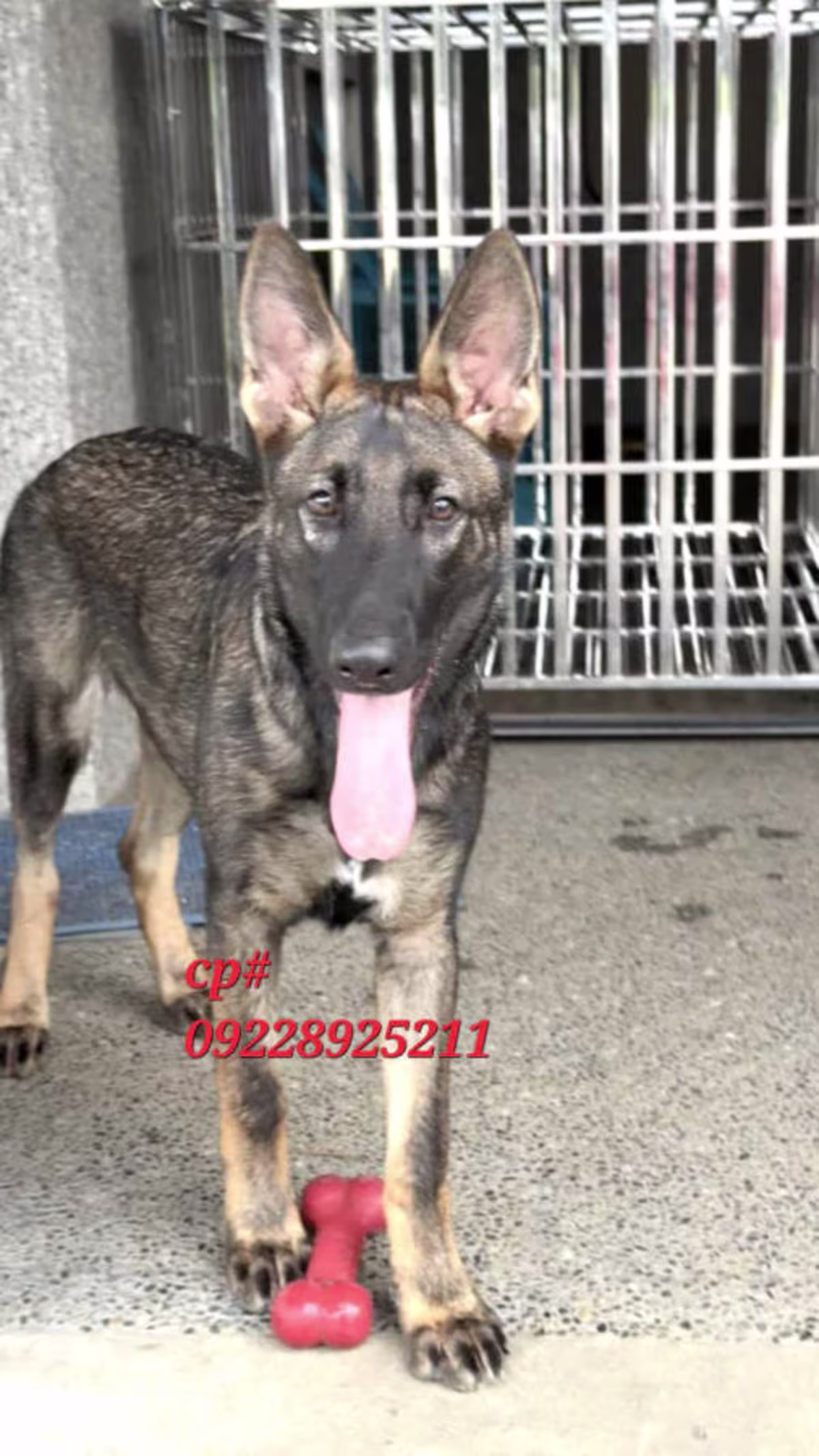 German Shepherd Working Line for sale