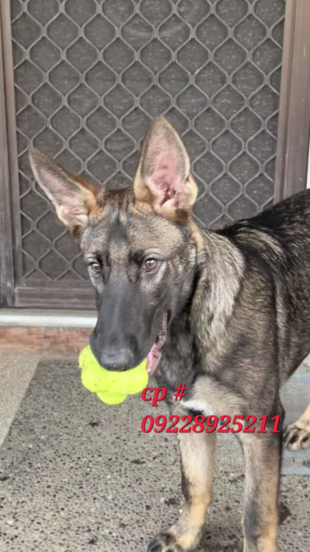 German Shepherd Working Line for sale 2