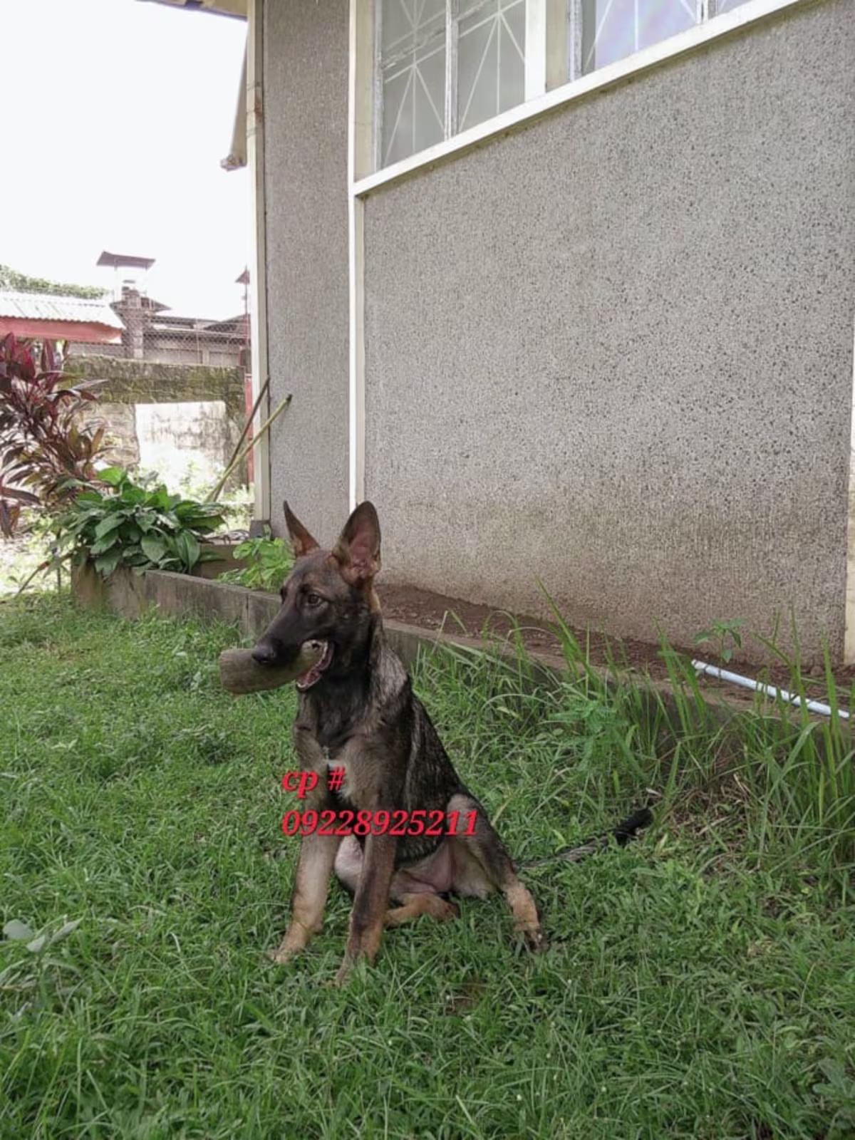 German Shepherd Working Line for sale 3