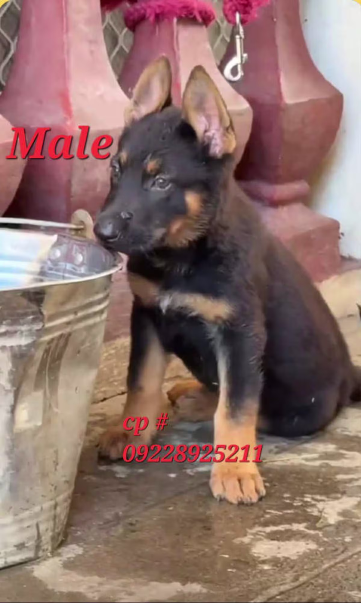 German Shepherd Working Line 2 months and 1 week (1 male 2 female available) 2