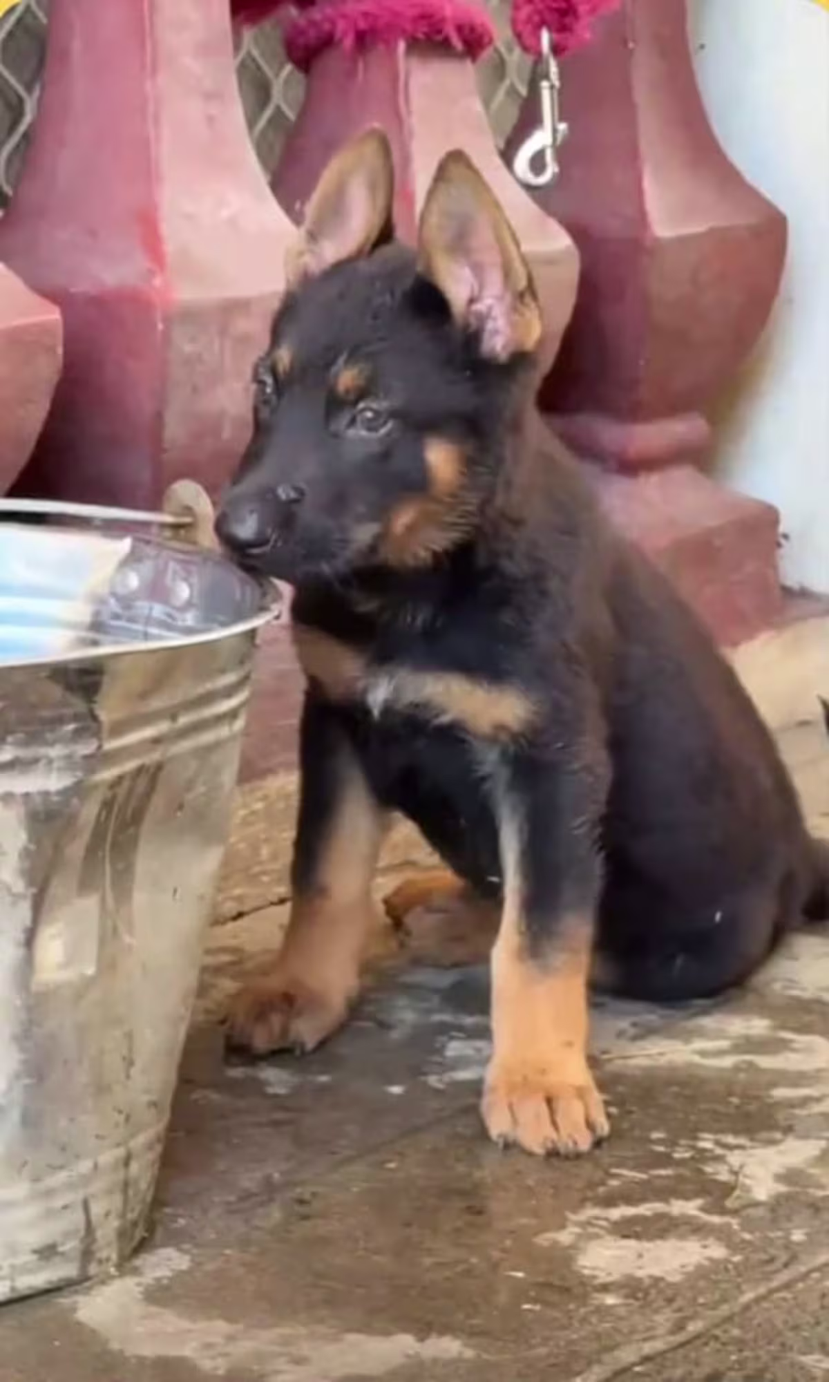 German Shepherd Working Line 2 months and 1 week (1 male 2 female available) 2